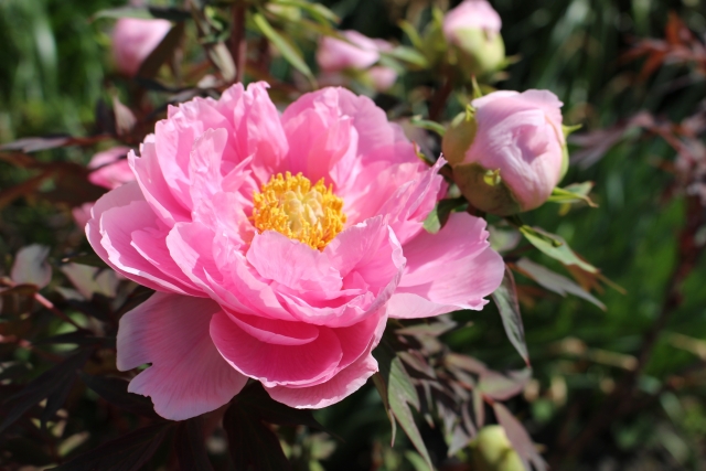 夏の有名俳句 植物の季語 22選 若葉 紫陽花などのおすすめ俳句 和のこころ Comー和の精神 日本文化を伝えるサイト