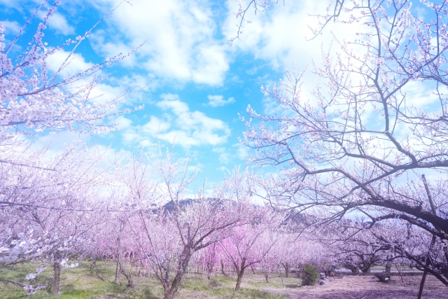 春の和歌 １５首 日本人なら知っておきたい有名な歌 百人一首含む 和のこころ Comー和の精神 日本文化を伝えるサイト