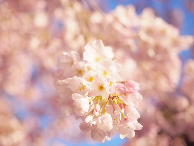 桜 の有名俳句75選 季語もたくさんご紹介 春らしい俳句作りの参考にどうぞ 和のこころ Com