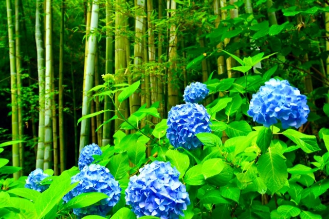 夏の有名俳句 植物の季語 22選 若葉 紫陽花などのおすすめ俳句 和のこころ Com