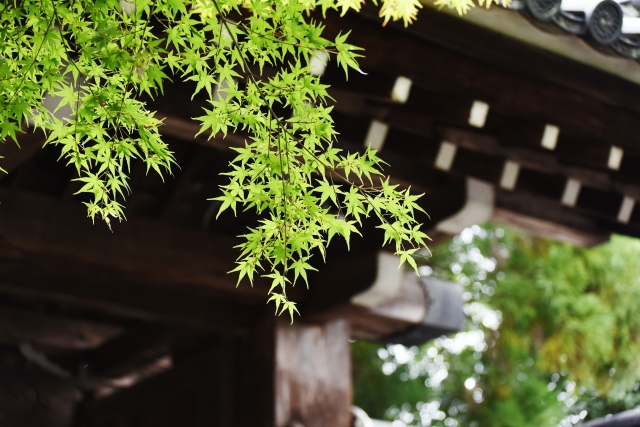 夏目漱石 坊っちゃん のあらすじを簡単に 感想文のコツ 和のこころ Comー和の精神 日本文化を伝えるサイト