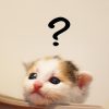 「枕草子」の内容からわかる平安の猫ブーム！一条天皇の「猫愛」がヤバイ！