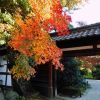 「枕草子」は和歌の苦手な作者・清少納言の劣等感から生まれた作品だった!