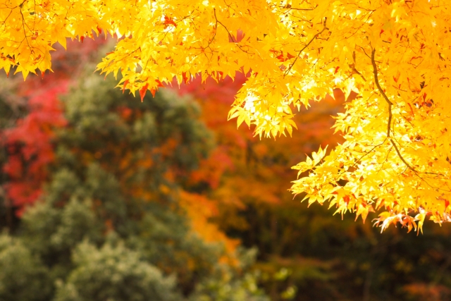 有名俳句 秋の季語 植物 花 を使ったものを14個紹介します 和のこころ Com