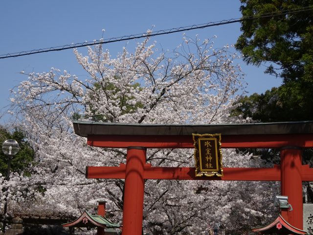 奈良公園は桜が満開 鹿とたわむれランチは名物 柿の葉寿司 がおすすめ 和のこころ Comー和の精神 日本文化を伝えるサイト