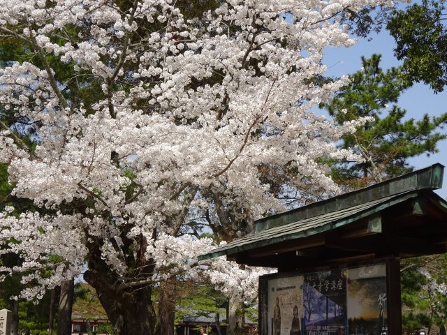 奈良公園は桜が満開 鹿とたわむれランチは名物 柿の葉寿司 がおすすめ 和のこころ Comー和の精神 日本文化を伝えるサイト