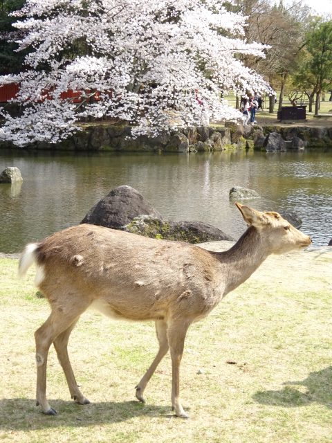 奈良公園は桜が満開 鹿とたわむれランチは名物 柿の葉寿司 が