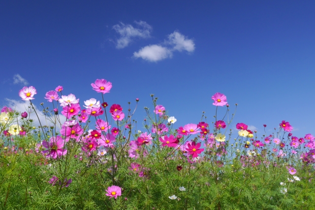 秋桜 コスモス の有名俳句30選 秋の花 の代表を季語にした秋らしい俳句を 和のこころ Comー和の精神 日本文化を伝えるサイト