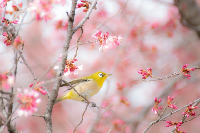 桜 の有名俳句75選 季語もたくさんご紹介 春らしい俳句作りの参考にどうぞ 和のこころ Com