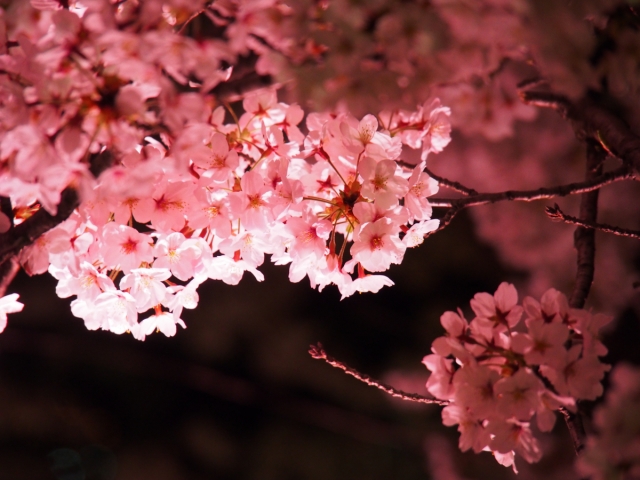 桜 の有名俳句75選 季語もたくさんご紹介 春らしい俳句作りの参考にどうぞ 和のこころ Comー和の精神 日本文化を伝えるサイト