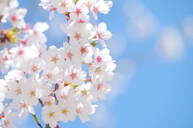 桜 の有名俳句75選 季語もたくさんご紹介 春らしい俳句作りの参考にどうぞ 和のこころ Comー和の精神 日本文化を伝えるサイト
