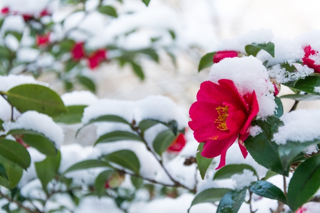 椿 の有名俳句50選 花言葉は 謙虚な美徳 日本人に愛されてきた冬の代表花 和のこころ Comー和の精神 日本文化を伝えるサイト