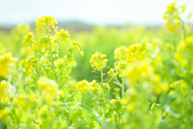 菜の花 の有名俳句35選 春の陽気を集めた黄色の風景の句 和のこころ Com