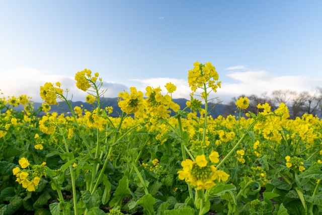 菜の花 の有名俳句35選 春の陽気を集めた黄色の風景の句 和のこころ Com