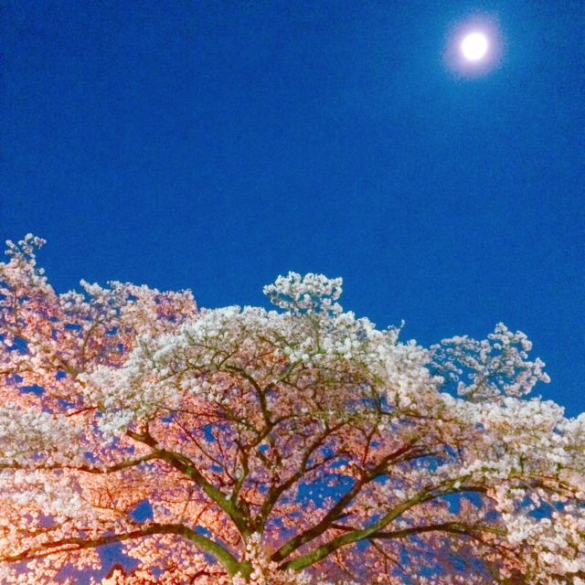 春の月 の有名俳句45選 雅な春 恋の夜など美しい春の夜の名句を紹介 和のこころ Comー和の精神 日本文化を伝えるサイト